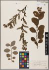 Foto von Salix aurita L. x Salix caprea L.